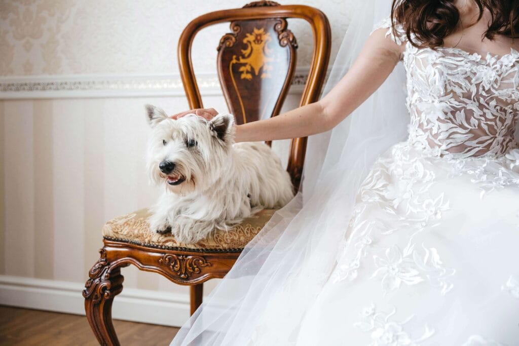 Perché un dog sitter per matrimonio è il miglior alleato del tuo fotografo 2 dog sitter per matrimonio, Perché un dog sitter per matrimonio è il miglior alleato del tuo fotografo