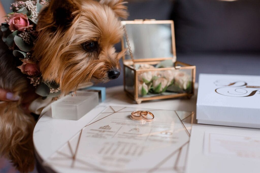 Perché un dog sitter per matrimonio è il miglior alleato del tuo fotografo 3 dog sitter per matrimonio, Perché un dog sitter per matrimonio è il miglior alleato del tuo fotografo